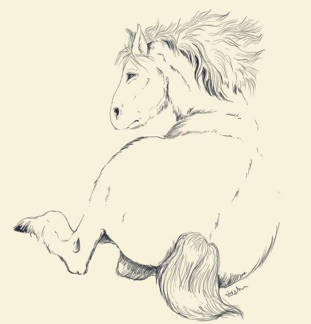 A sketch of a tarpan, (Art by Tabitha Paterson)