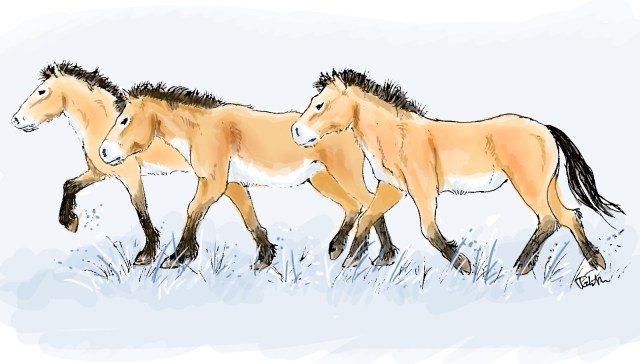 A team of horses (Equus caballus) slowly moving across the European steppes around 30,000 years ago. (Art by Tabitha Paterson)