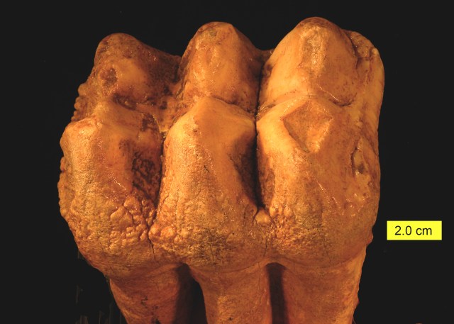 A mastodon (Mammut americanum) tooth from Ohio. Public domain Via Wikimedia commons.