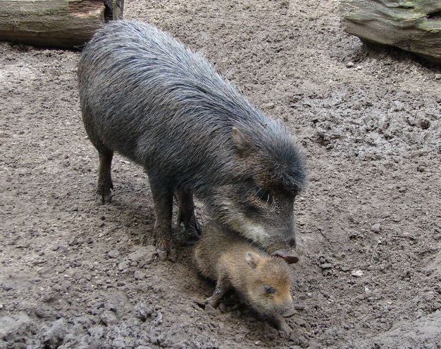 One of the species of peccary arond today, the White-lipped Peccary (). (Image from here)