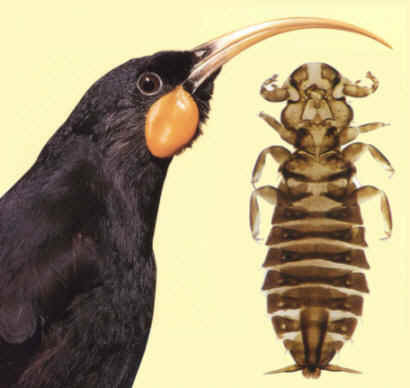 The extinct New Zealand huia (Heteralocha acutirostris) and the equally extinct louse (Rallicola extinctus) that once lived on the huia’s feathers. (Image from here)