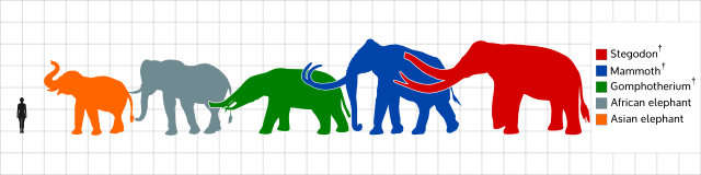 The largest Stegodon species reaching the size of the woolly mammoth. (Image from here)