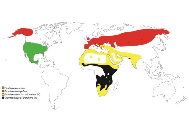 Range of lions since the Pleistocene. Image by Ross Barnett