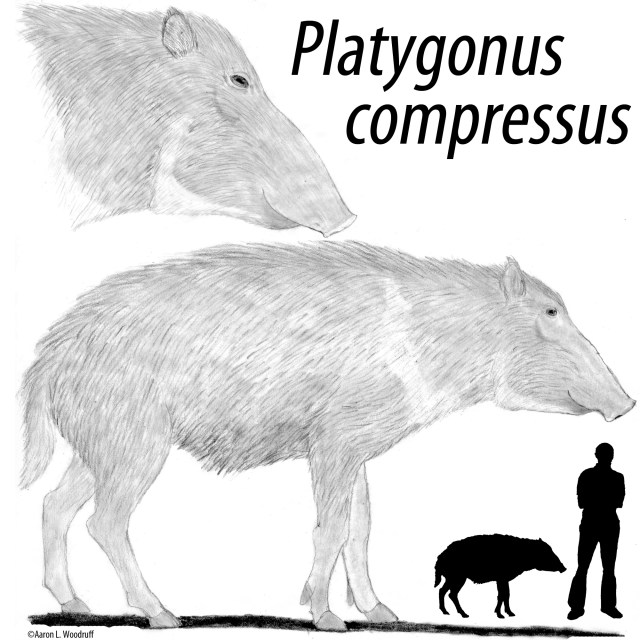 The pretty flat headed peccary, Platygonus compressus. 