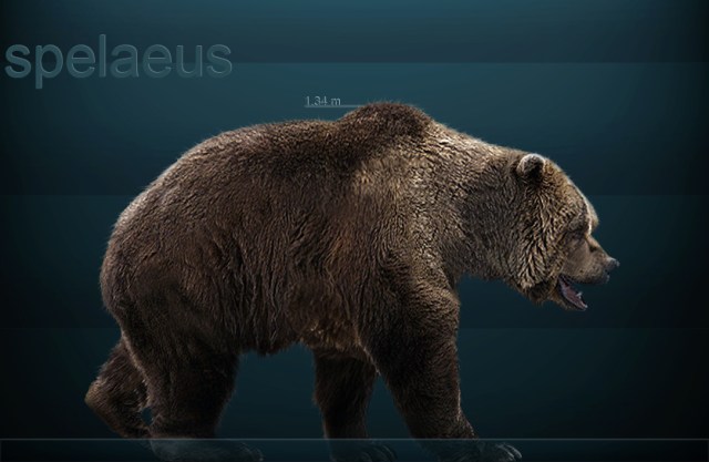 Reconstruction of a European Cave Bear (Ursus spelaeus) by Sergiodlarosa 