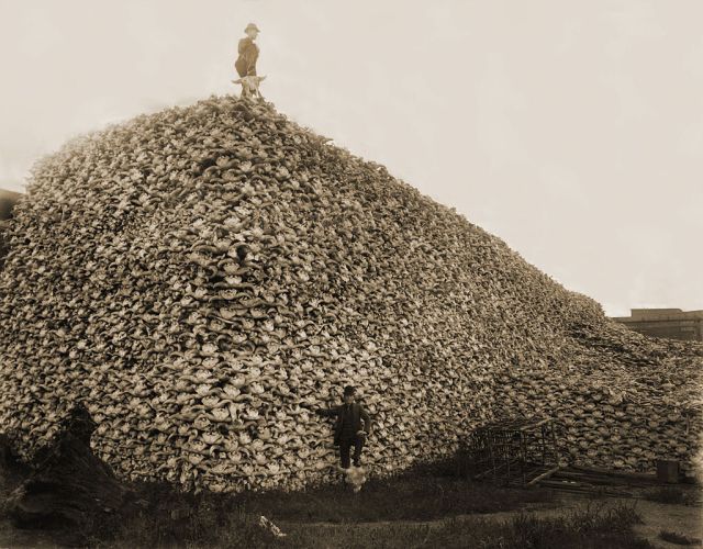 A terribly sad photograph of an enormous pile of unfathomable American bison skulls in the 1870s, waiting to be ground into fertiliser. (Image from here)