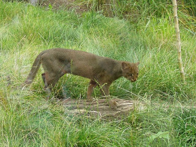 The jaguarundi (or eyra). This housecat sized South American endemic is sometimes tamed as a pet by local Quechua groups. 