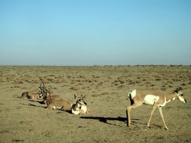 pronghorn along with a photo of pronghorns in a reserve in Baja California (credit for Gerardo Garibay Melo)