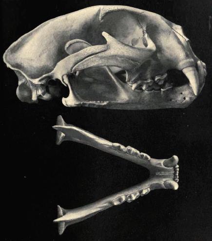 Skull of Puma concolor, image from here