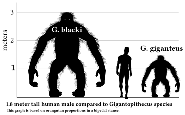 A somewhat terrifyling silhouette of Gigantopitecus blacki (Image from here)