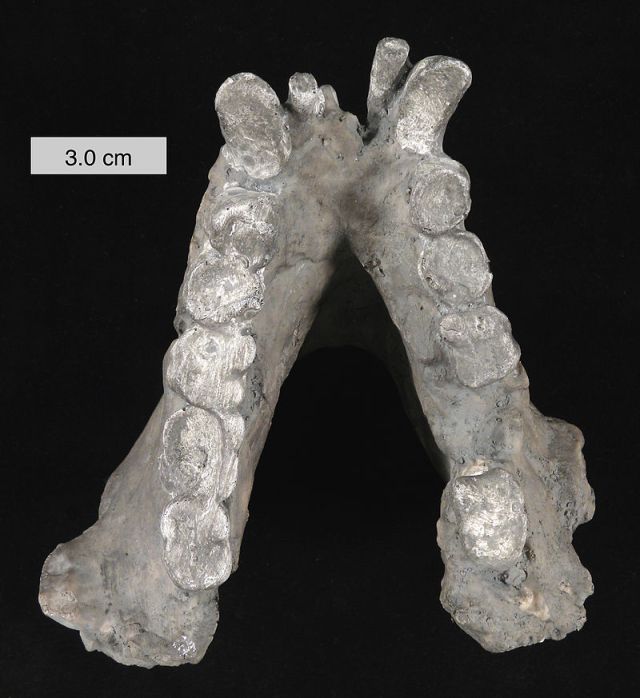 An enormous cast of a Gigante black lower jaw. (Image from here)