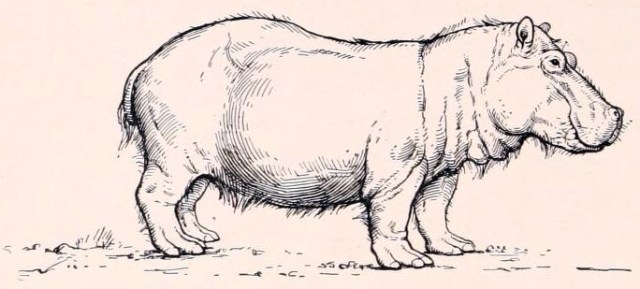 A beautifully simple illustration of Hippopotamus major, from the classic book 'Men of the Stone Age'. (Image from here)