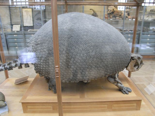 Glyptodon skeleton in the MNHN in Paris, image by @DeepFriedDNA