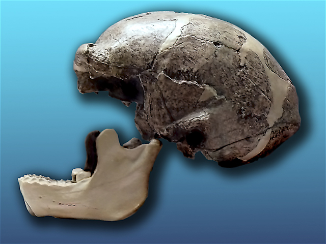 A cast of the skull of the only known (Image from here)