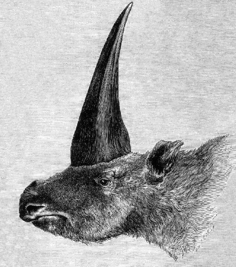 One of the first illustrations of Elasmotherium (Image from here)