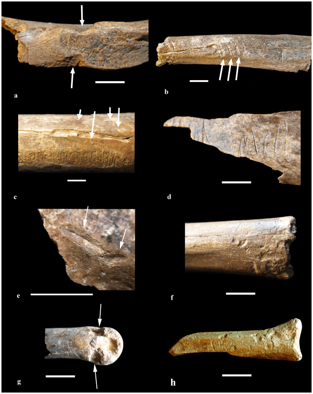 journal.pone.0052957.g004