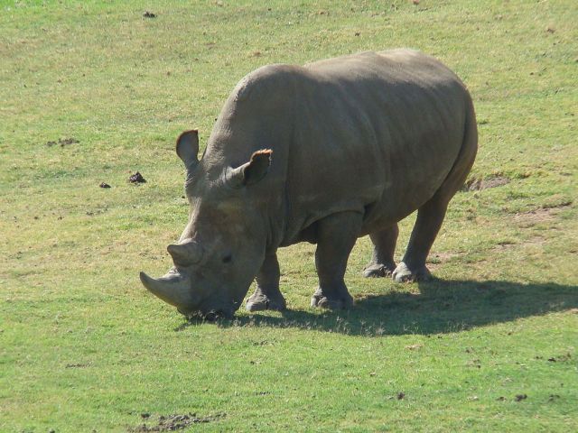 A northern white rhino (mage from here)