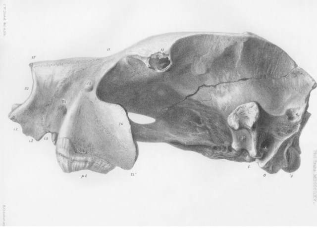 Owen_thyacoleoskull
