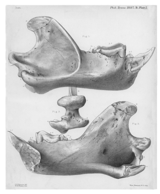The mandible of Thylacoleo, showing the incredible shearing molar.