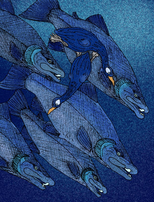 Not the greatest of images of the sabretooth salmon ever, but it shows the size of those big teeth. 