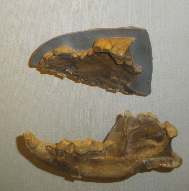 Fossils of Borophagus diversidens. The premolars are huge, (Image from here)