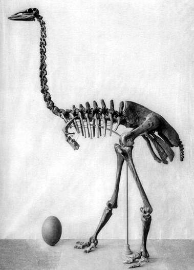 Aepyornis maximus  skeleton and egg