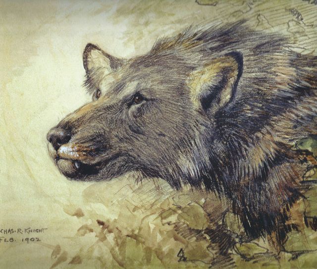 A gorgeous illustration of Borophagus (possibly B. diversidens). Illustrated by the ultra talented palaeoartist Charles Knight in 1902. (Image from here)