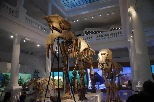 Deinotherium giganteum skeleton in Bucharest, Romania, By Flavius70 from Wikimedia commons