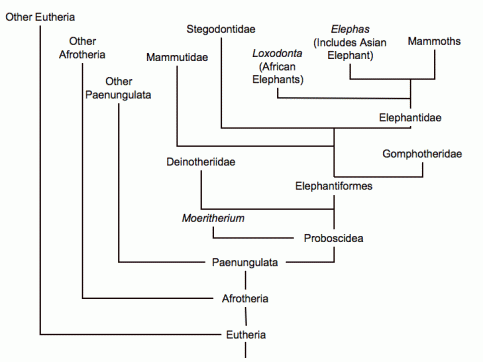The evolutionary tree of th elephants. Deinotherium split off fairly early, around 20 million years ago. (Image from here)