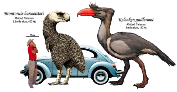 Two big South American Terror Birds (Phorusrhacidae). (Image by Roberto Díaz Sibaja. Image from here)