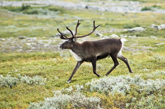 A beautiful reindeer (Rangifer taradus). (Image from here)