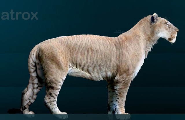 American lion reconstruction by Sergiodlarosa via Wikimedia Commons