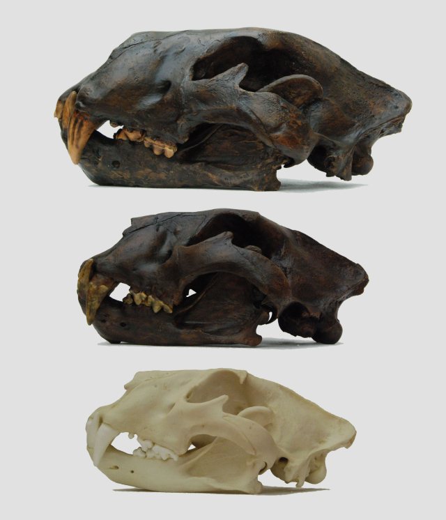 Bottom to top: African lion (Panthera leo), cave lion (Panthera spelaea), American lion (Panthera atrox)