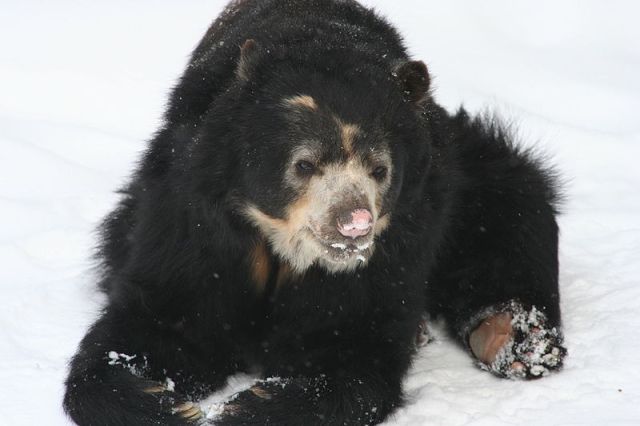 The relatively cuddly spectacled bear (Tremarctos ornatus)