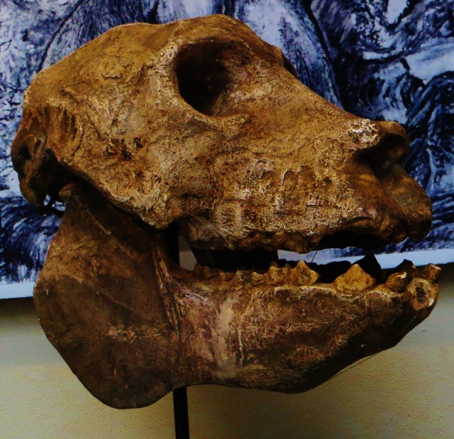 A cast of the only complete skull of the giant lemur, (Iamge by wiki member Ghedo, from here)