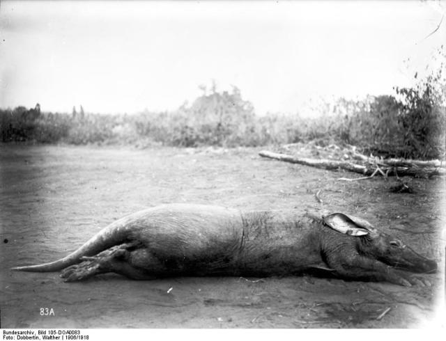 The Aardvark. Public domain image