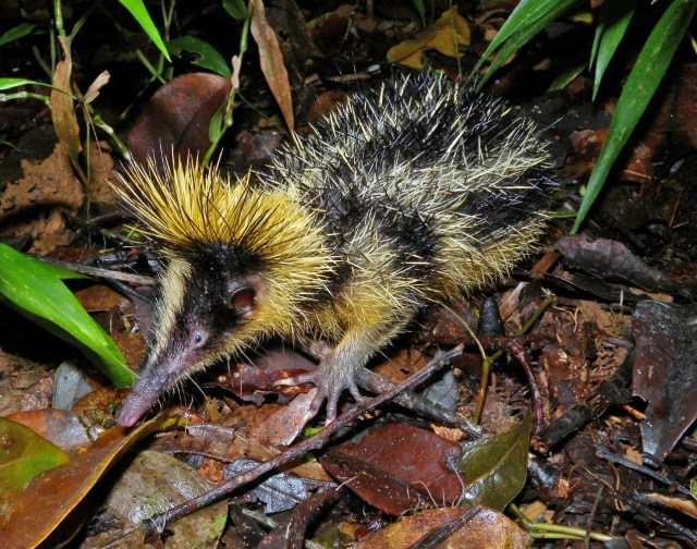 Lowland streaked Tenrec (Hemicentetes semispinosus). Image by Frank Vassen via Wikimedia Commons