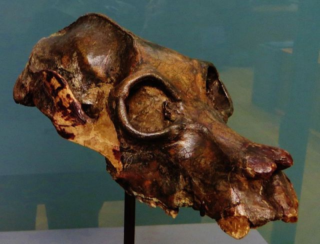 The fossil skull of another extinct lemur, Palaeopropithicus maximus. There is evidence that humans hunted some lemur species. Image by "Palaeopropithecus maximus skull 5" by Ghedoghedo (Image from here)