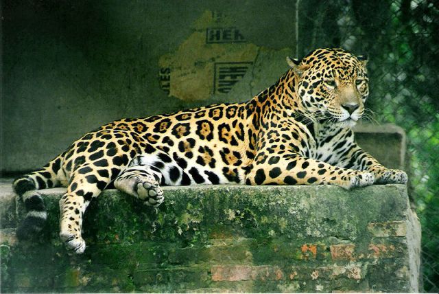 Panthera onca. Photographed in Argentina by Lea Maimone. Image via Wikimedia Commons
