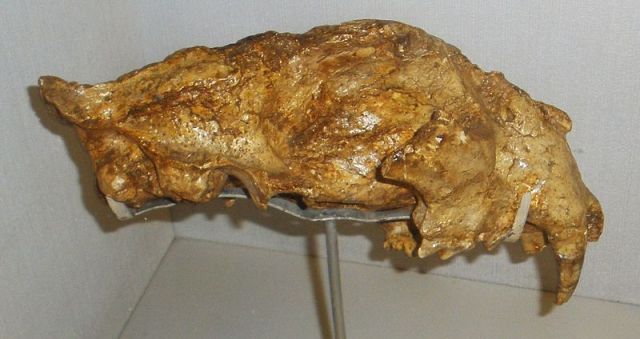 Italian Panthera gombaszoegensis skull. Photograph by Ghedoghedo, image via Wikimedia Commons