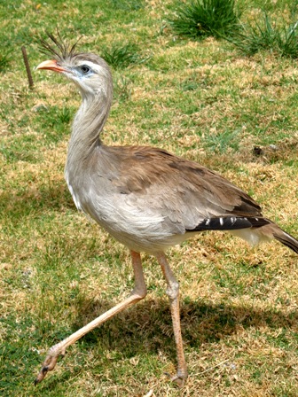"Cariama cristata". Licensed under CC BY 2.5 via Wikimedia Commons - http://commons.wikimedia.org/wiki/File:Cariama_cristata.jpg#/media/File:Cariama_cristata.jpg