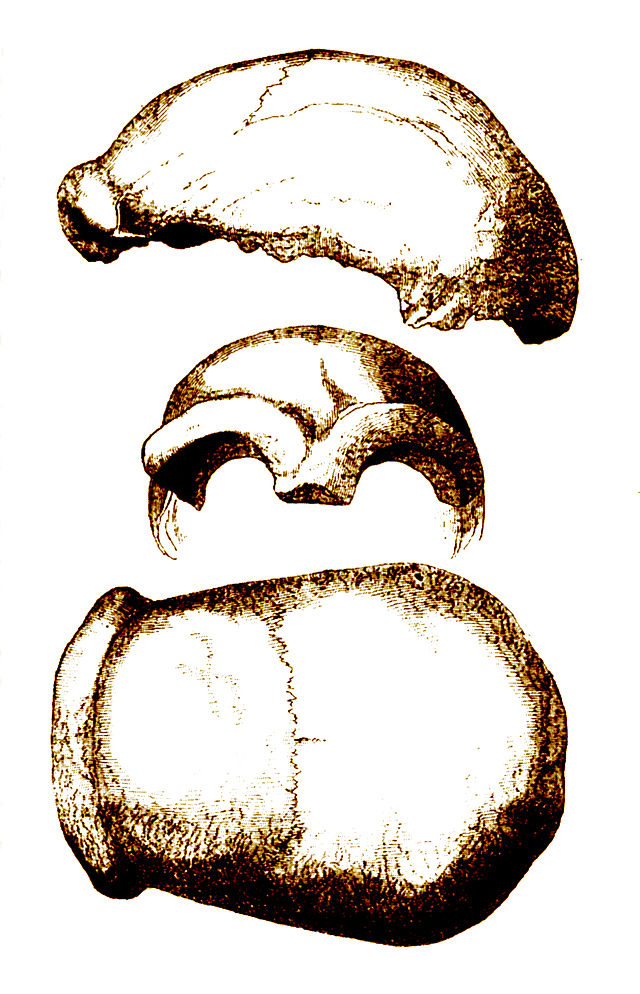 The type specimen of Homo nenaderthalensis. (Image Public Domain)