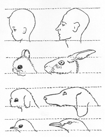 Lorenz: Studies in Animal and Human Behavior, Volume II.)