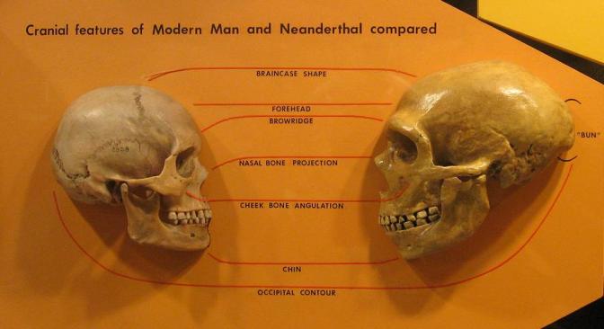 Modern human skull n teh left compared to the more robust skull of a Neanderthal on teh right. (Image "Sapiens neanderthal comparison" by hairymuseummatt - http://www.flickr.com/photos/hmnh/3033749380/. Licensed under CC BY-SA 2.0 via Wikimedia Commons - http://commons.wikimedia.org/wiki/File:Sapiens_neanderthal_comparison.jpg#/media/File:Sapiens_neanderthal_comparison.jpg)