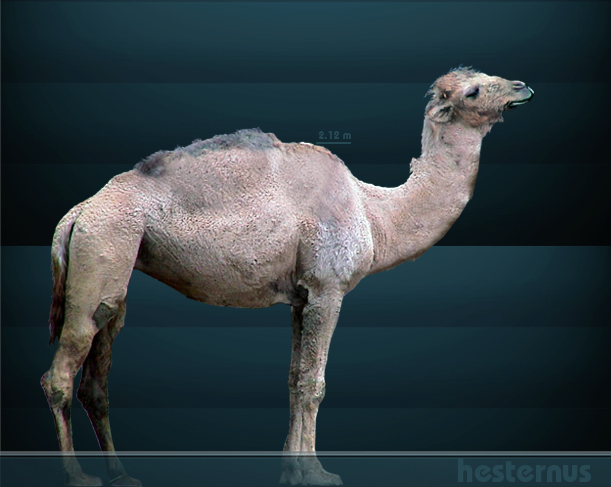 Camelops hesternus bu Sergiodlarosa