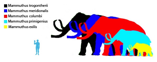 "Mammuthus" by Fun-dan - Own work. Licensed under Public Domain via Wikimedia Commons - http://commons.wikimedia.org/wiki/File:Mammuthus.jpg#/media/File:Mammuthus.jpg