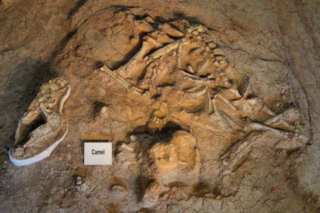 Camelops hesternus remains at