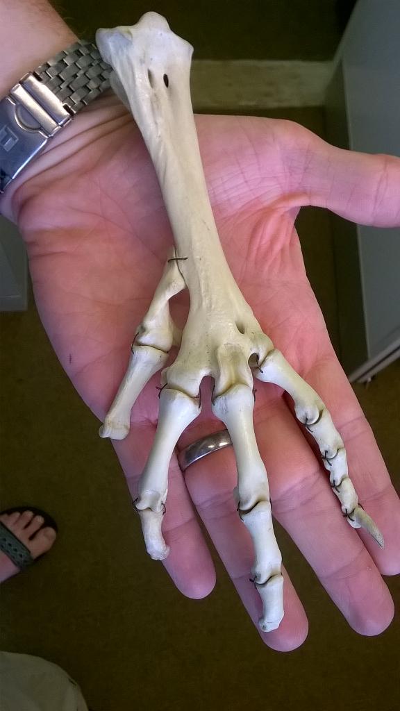 The author holidng the articulated skeltal dodo foot from teh Oxford University Museum of Natural History.