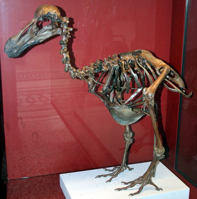 "Dodo-Skeleton Natural History Museum London England" by Heinz-Josef Lücking - Own work. Licensed under CC BY-SA 2.5 via Commons - https://commons.wikimedia.org/wiki/File:Dodo-Skeleton_Natural_History_Museum_London_England.jpg#/media/File:Dodo-Skeleton_Natural_History_Museum_London_England.jpg