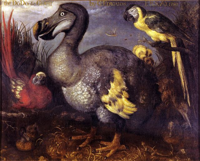"Edwards' Dodo" by Roelant Savery - http://julianhume.co.uk/wp-content/uploads/2010/07/History-of-the-dodo-Hume.pdf. Licensed under Public Domain via Commons - https://commons.wikimedia.org/wiki/File:Edwards%27_Dodo.jpg#/media/File:Edwards%27_Dodo.jpg